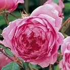 Alan Titchmarsh - English Rose