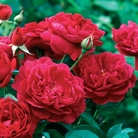 Darcey Bussell - English Rose
