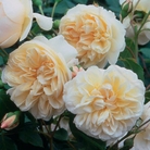 Lichfield Angel - English Rose