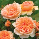 Port Sunlight - English Rose
