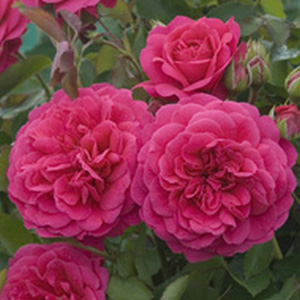 Sir John Betjeman - English Rose