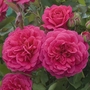 Sir John Betjeman - English Rose