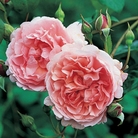 Strawberry Hill - English Rose