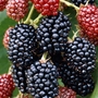 Blackberry Merton Thornless