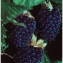 Blackberry Adrienne Thornless