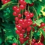 Redcurrant Laxtons No 1
