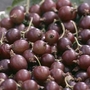 Ribes Jostaberry