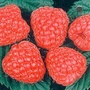 Raspberry Rubus Glen Ample - 10 Pack
