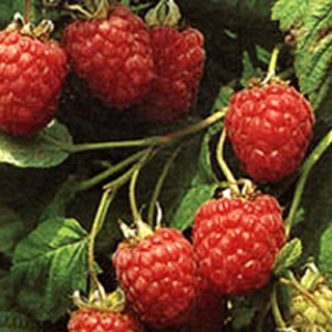 Raspberry Rubus Glen Clova - 10 Pack