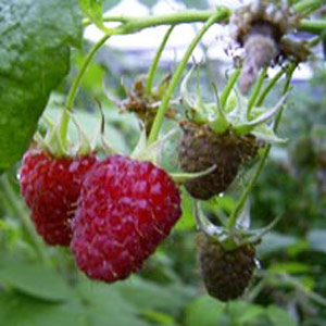 Raspberry Rubus Glen Magna - 10 Pack