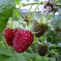 Raspberry Rubus Glen Magna - 10 Pack