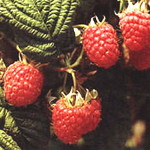 Raspberry Rubus Glen Moy - 10 Pack