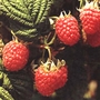 Raspberry Rubus Glen Moy - 10 Pack
