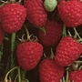 Raspberry Rubus Glen Prosen - 10 Pack