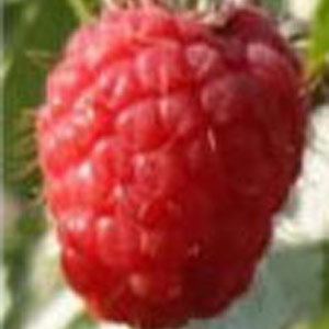 Raspberry Rubus Malling Delight - 10 Pack