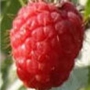 Raspberry Rubus Malling Delight - 10 Pack