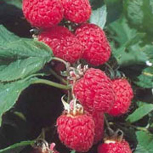 Raspberry Rubus Malling Jewel - 10 Pack