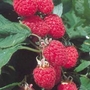 Raspberry Rubus Malling Jewel - 10 Pack