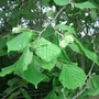 Hazel (Corylus Avellana) Bare Root Hedging