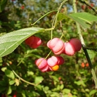 Spindle Tree (Euonymus Europaeus) Bare Root Hedging