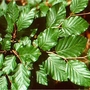 Common Beech (Fagus Sylvatica) Bare Root Hedging
