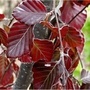 Copper Beech (Fagus Sylvatica Purpurea) Bare Root Hedging