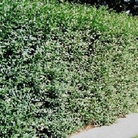 Privet Hedge (Ligustrum Ovalifolium) Bare Root Hedging