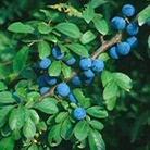 Blackthorn (Prunus Spinosa) Bare Root Hedging