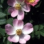 Dog Rose (Rosa Canina) Bare Root Hedging