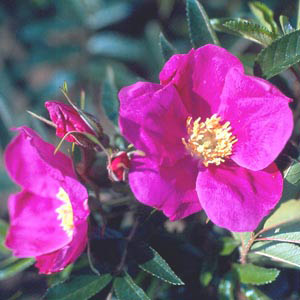 Rugosa Rose White (Rosa Rugosa Alba) Bare Root Hedging