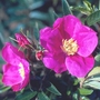Rugosa Rose White (Rosa Rugosa Alba) Bare Root Hedging