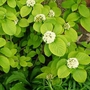 Wayfaring Tree (Viburnum Lantana) Bare Root Hedging