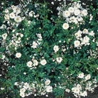 Avon  Ground Cover Rose