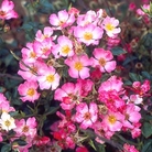 Essex  Ground Cover Rose