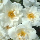 Kent  Ground Cover Rose