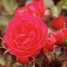 Lancashire  Ground Cover Rose