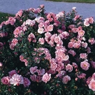 Oxfordshire  Ground Cover Rose