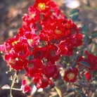Suffolk  Ground Cover Rose