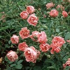 Surrey  Ground Cover Rose