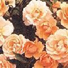 Sussex  Ground Cover Rose
