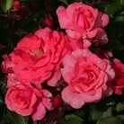 Wiltshire  Ground Cover Rose