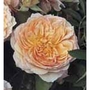 Ginger Syllabub  Climbing Rose