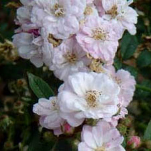 Little Rambler  Climbing Rose