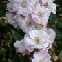 Little Rambler  Climbing Rose