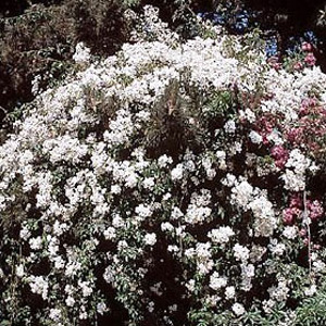 Filipes Kiftsgate - Rambler Rose