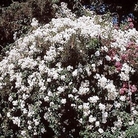 Filipes Kiftsgate - Rambler Rose