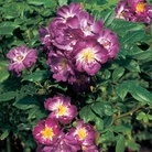 Veilchenblau - Rambler Rose