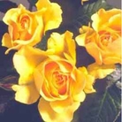 Amber Queen - Floribunda Rose