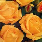Arthur Bell Floribunda  Rose