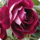 Burgundy Ice  Floribunda Rose